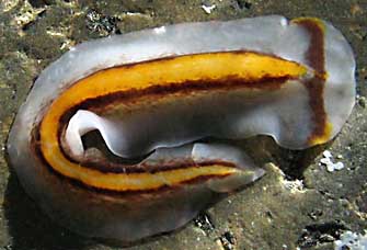 prosthiostomum trilineatum