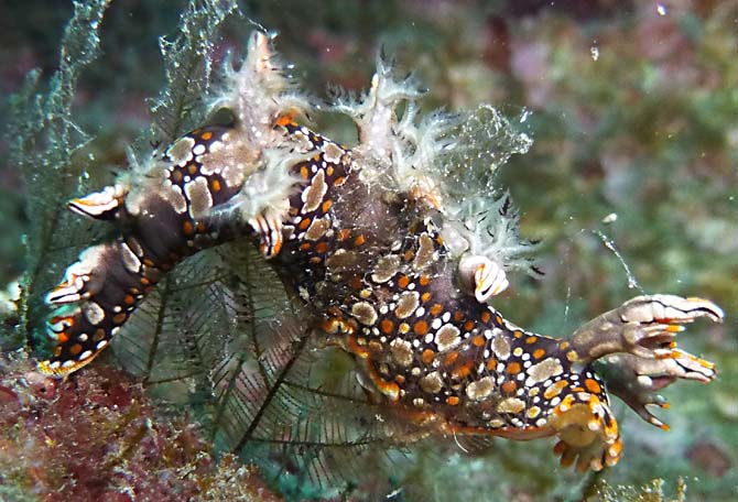 Bornella anguilla