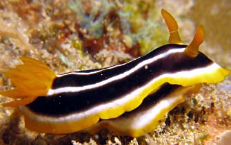 chromodoris africana