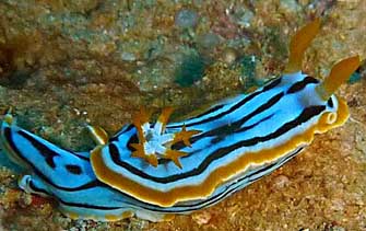 chromodoris cf  strigata