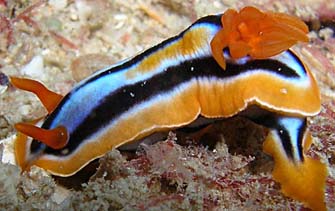 Hypselodoris regina