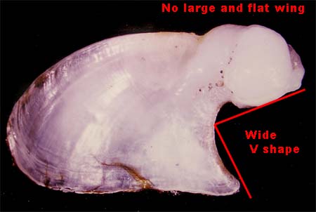 Dolabella gigas or auricularia southwest Indian Ocean