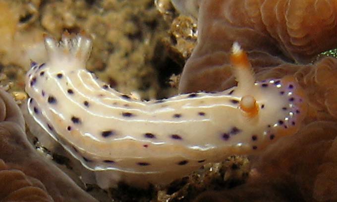 Hypselodoris bertschi 