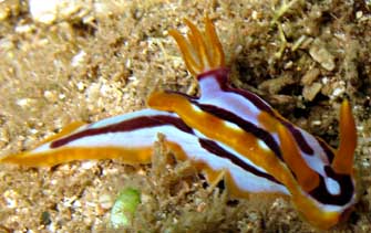 Hypselodoris regina