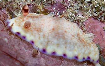 chromodoris allius