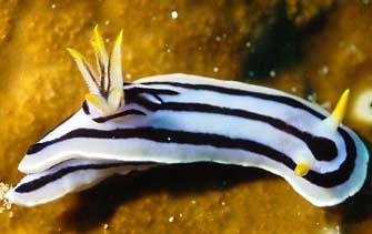 chromodoris boucheti