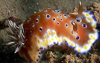 chromodoris tennentana