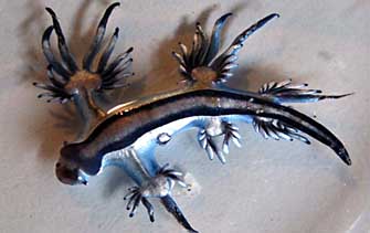 glaucus atlanticus