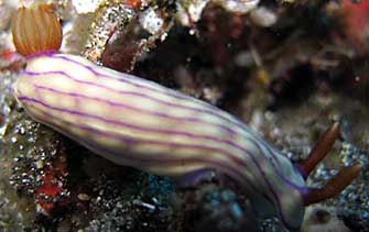 Hypselodoris centenculus