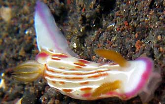 Hypselodoris fucata