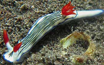 Hypselodoris nigrolineata