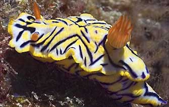 Hypselodoris nigrostriata