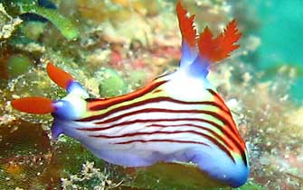 nembrotha aurea