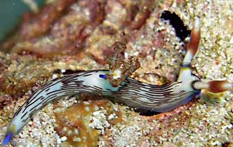 nembrotha lineolata