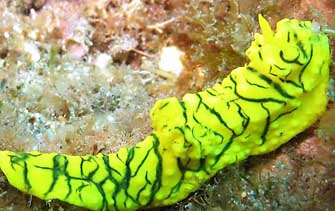 notodoris minor