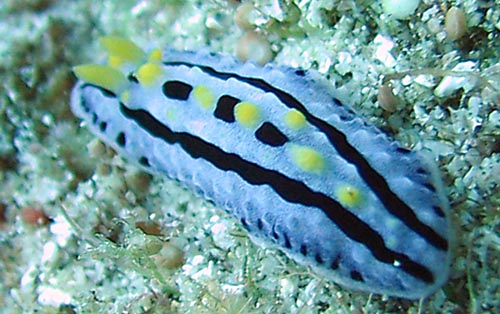 phyllidia coelestris 