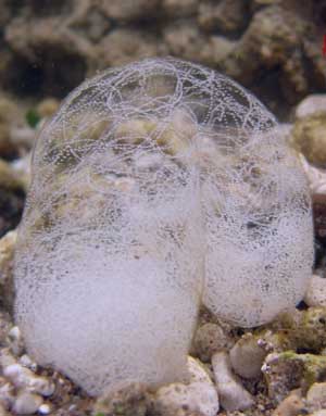 une ponte de philinopsis cyanea