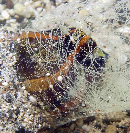  philinopsis cyanea en train de pondre.