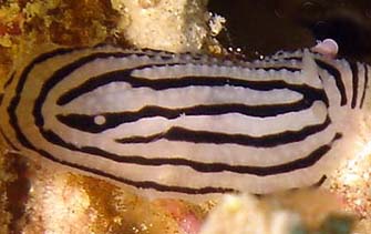 phyllidiopsis sp2