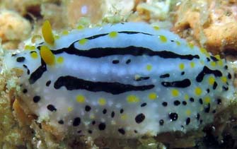 phyllidiopsis sp 4